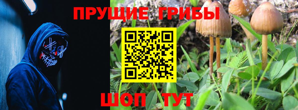 Псилоцибиновые грибы ЛСД Богданович